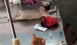 巴哥爆料新世界罗宾视频,新世界罗宾神秘视频首度曝光